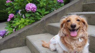 鎌倉で犬連れ出来る寺や神社は？観光スポットやカフェも紹介