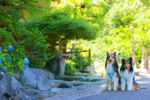 鎌倉で犬連れ出来る寺や神社は？観光スポットやカフェも紹介